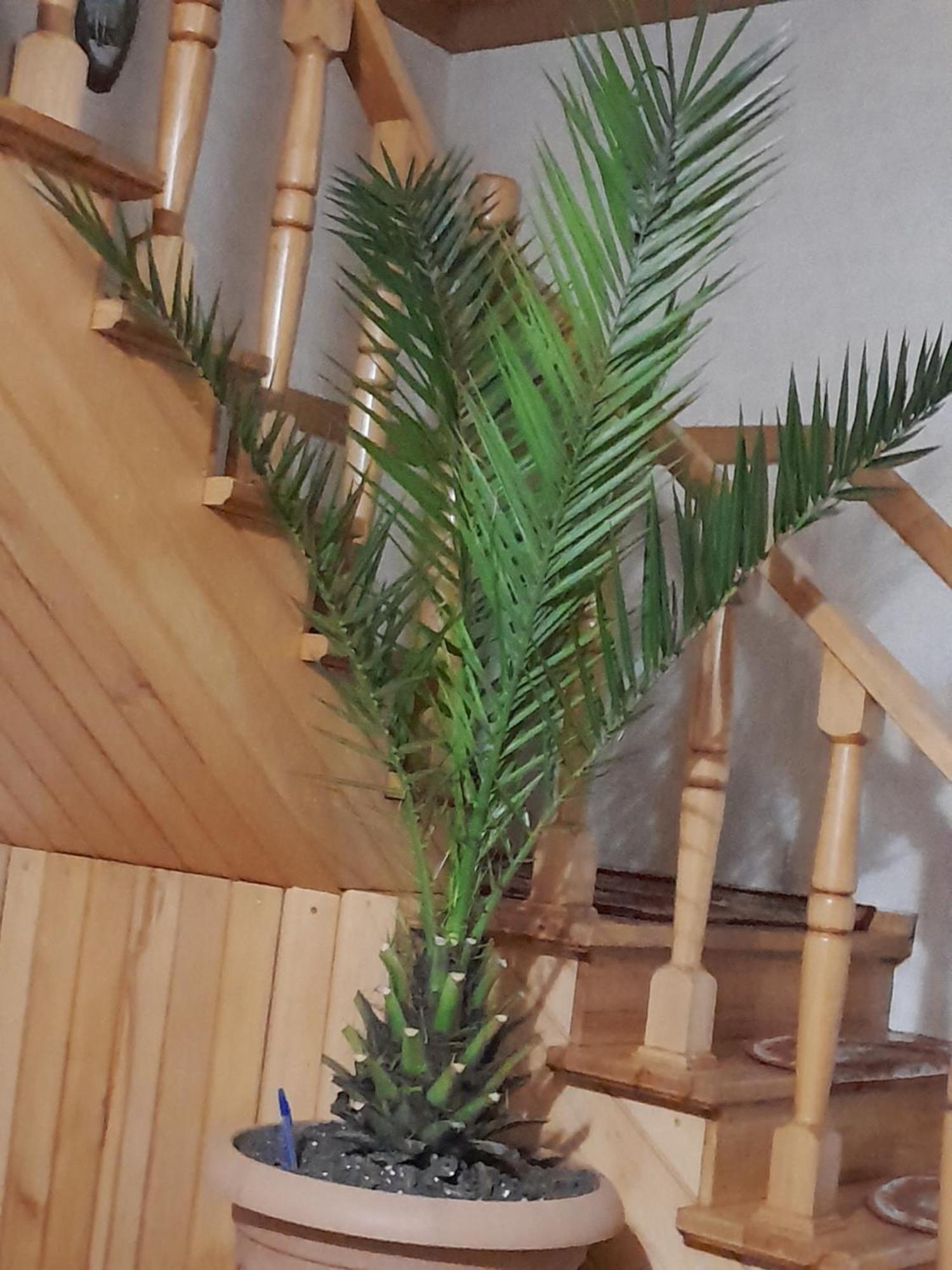 Guest House Metreveli Borjomi Bagian luar foto
